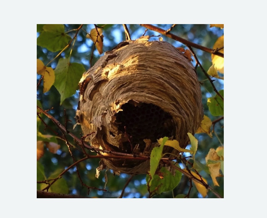 Обработка от шершней Старая деревня метро Спб