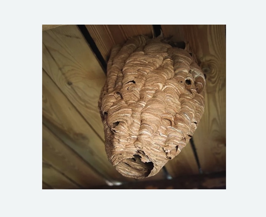 обработка от шершней Старая деревня метро Спб