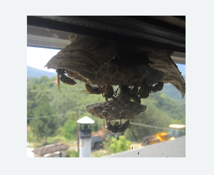 Уничтожение гнёзд шершней Старая деревня метро Спб