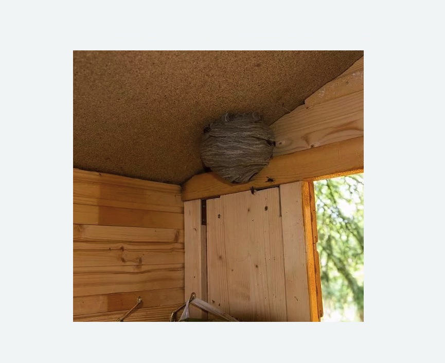 Обработка от ос Старая деревня метро Спб Обработка от ос