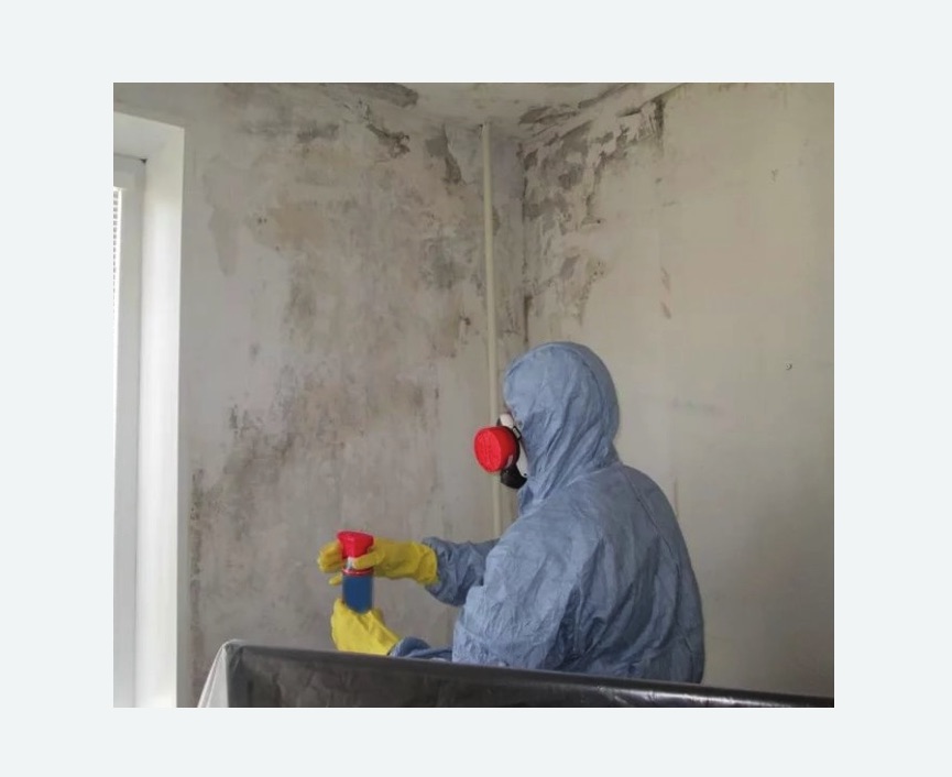 Удаление плесени в квартире Удаление плесени в квартире Старая деревня метро Спб