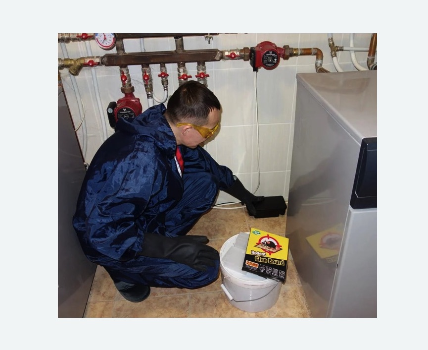 Уничтожение крыс Уничтожение крыс Старая деревня метро Спб