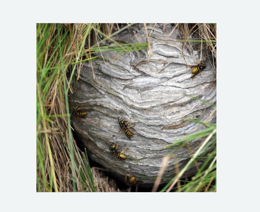 Уничтожение ос и ульев Уничтожение ос и ульев Старая деревня метро Спб