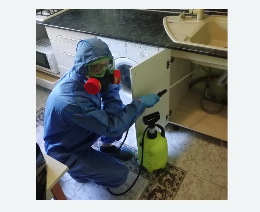 обработка от муравьев в квартире Старая деревня метро Спб